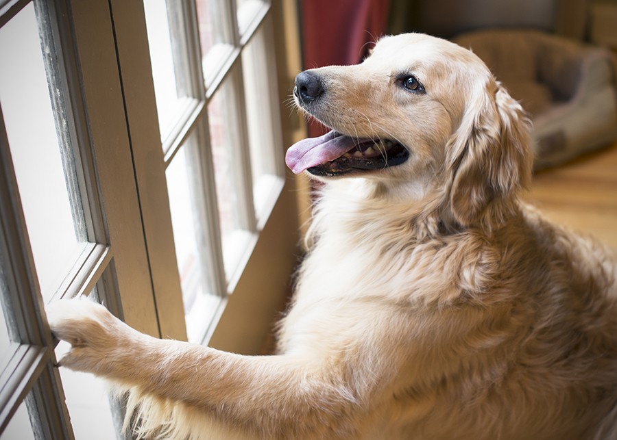 Door Issues | Training Your Best Friend