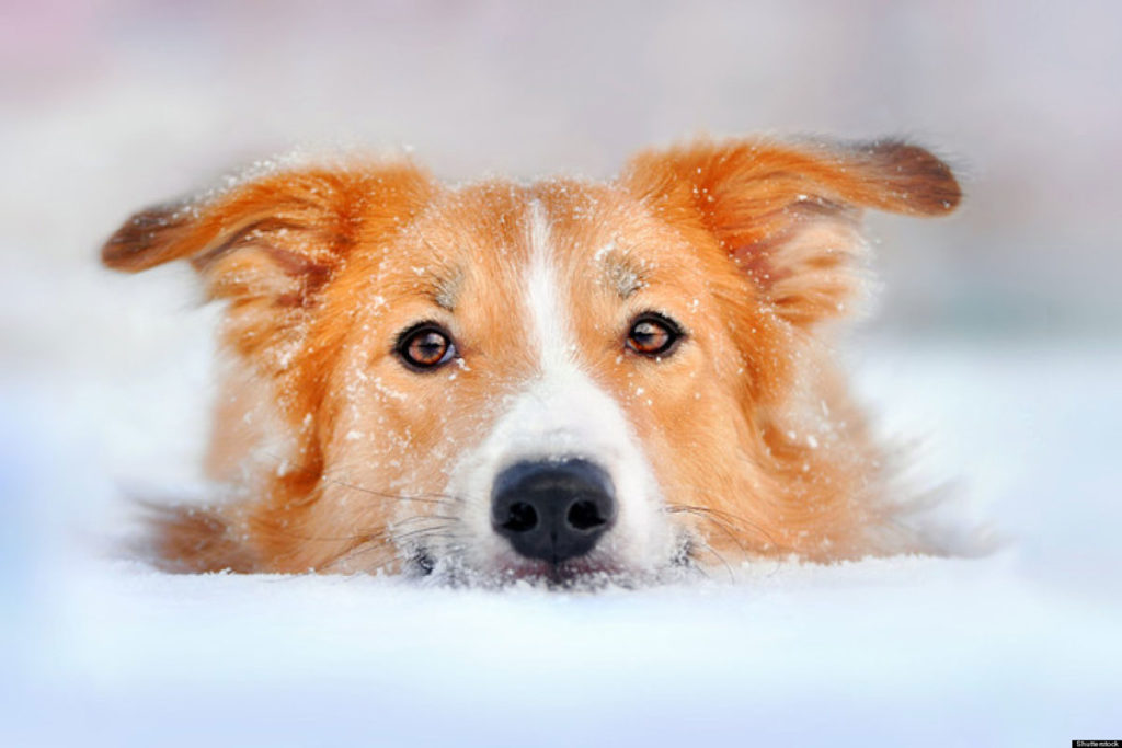 How to Help Your Dog Avoid Dry, Itchy Skin in the Winter
