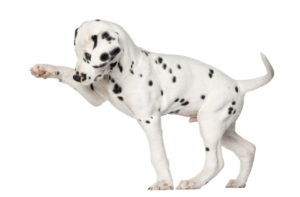 dalmation-pup-2