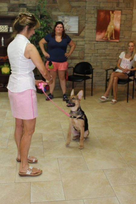 Obedience-Dog-Training-and-Command-Training-Raleigh