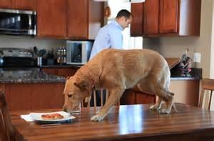 Improving-your-dogs-manners-at-home-in-raleigh