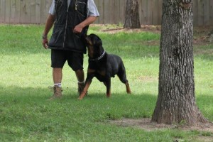Teaching-your-dog-to-walk-on-leash