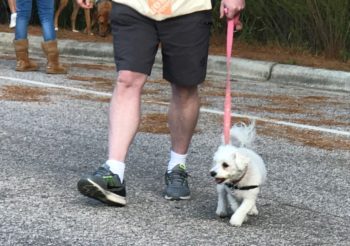 Reactive Rover Dog Training Classes Dog On Leash