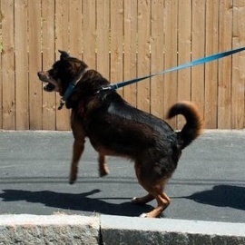 Dog pulling on leash Reactive Rover Dog Training