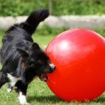 Dog hearding fitness ball