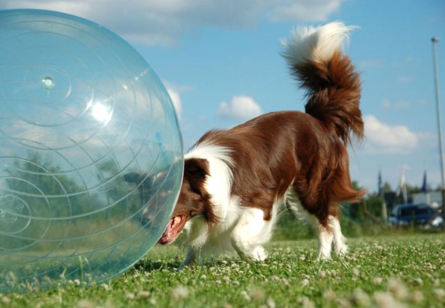 Intro to Treibball: Urban Herding is Great Dog Sport · The Wildest