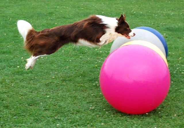 Treibball: Dog Sport Perfect for Herding Breeds and More