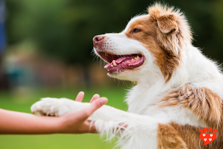 Positive store dog training