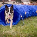 dog agility 13