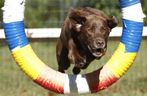 dog agility 19