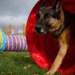 dog agility 2