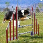 dog agility 25