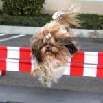 dog agility12
