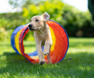 beige labrador puppy running through dog agility tunnel outdoors in garden on sunny summer day
