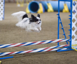 puppy agility 9