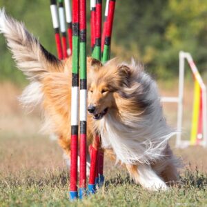 Dog-Agility Course For Beginners — Parks & Rec Business (PRB)