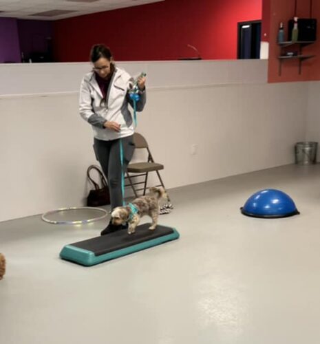 fearful dog class 25